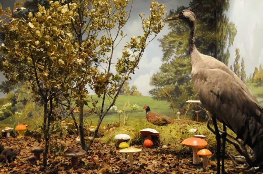 Meteora: Natural History Museum and Mushroom Museum Tour - Natural History Museum: stuffed birds and mammals in real-feeling biomes
