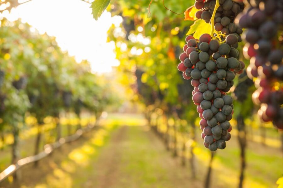 Nafplion: Nemea Vineyards Wine Tour - What to wear and plan so the day goes easier