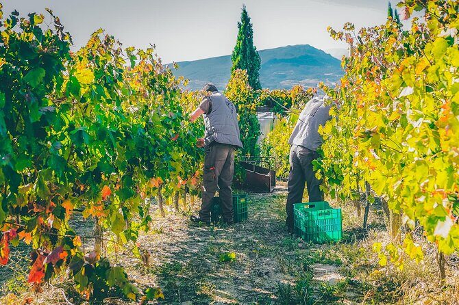 Nemea wine roads, The most famous wine tour in Greece - How wine tasting works (and how to budget it without surprises)