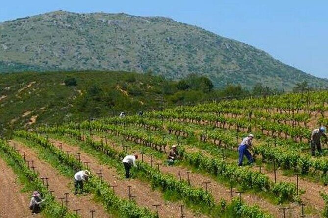 Nemea wine roads, The most famous wine tour in Greece - Driver and site access: what you can rely on