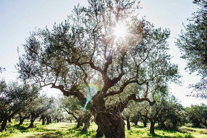 Olive Tour & Tasting - Ben Olive Mill in Oichalia: what you’re really signing up for