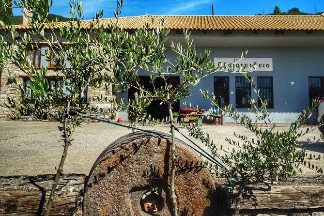 Olive Tour & Tasting - The tasting: comparing olive oil like you actually mean it