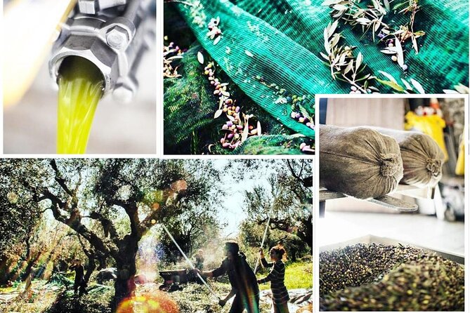 Olive Tour & Tasting - Classic Greek snacks included: the flavors that make the oil make sense