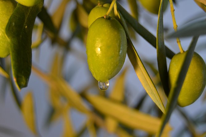 Olympia Shore Ex: Olympic site, Honey Farm & Olive Oil Tasting - Ancient Olympia: the highlights you’ll walk through (and why they matter)