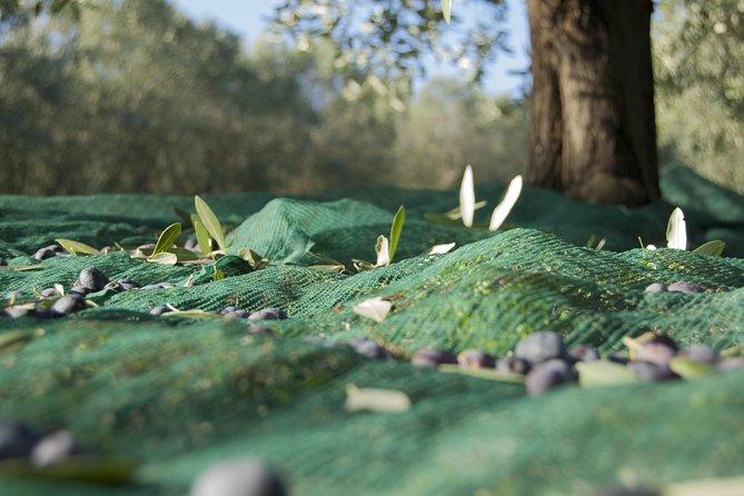 Olympia Shore Ex: Olympic site, Honey Farm & Olive Oil Tasting - Practical tips that make the day smoother