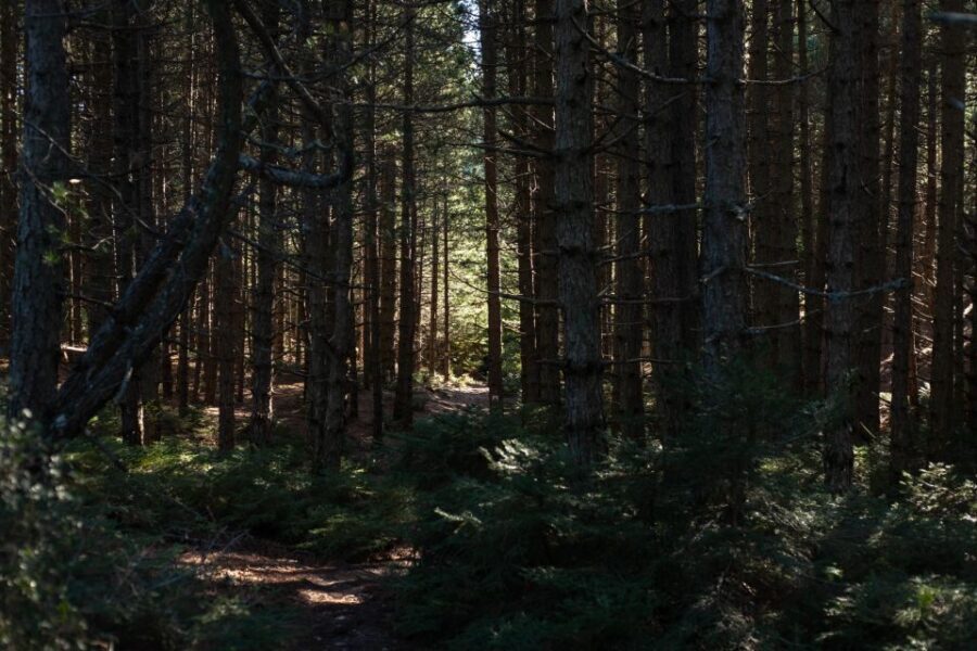 Parnitha (Parnis) / Skipiza & Mola loop - Hike near Athens - The Skipiza & Mola loop: how the walking feels (and why it’s rated easy)