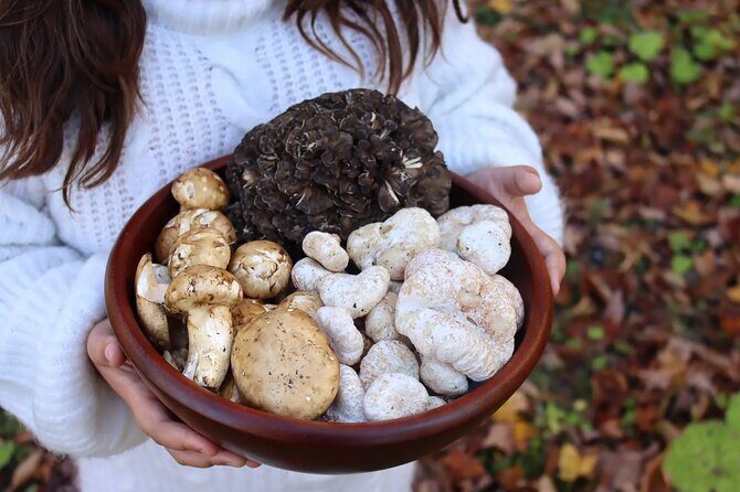 Private Daytrip for Truffle Mushroom Foraging and Wine Tasting - Key highlights you’ll actually feel