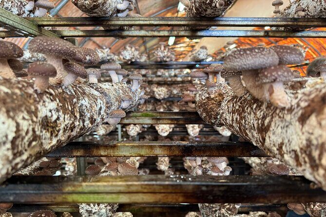 Private Daytrip for Truffle Mushroom Foraging and Wine Tasting - Price and value: what you’re paying for (and what you’re getting)