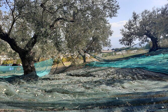 Private tour in Nafplio with Olive oil Tasting Tour in Corinth - What You’re Really Buying With This Private Nafplio + Corinth Route