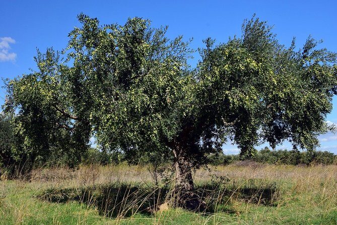 Private Tour:Visit of Agricultural Farm and free time in Olympia - Olympia’s Market Area: How to Use Your Free Hour Wisely