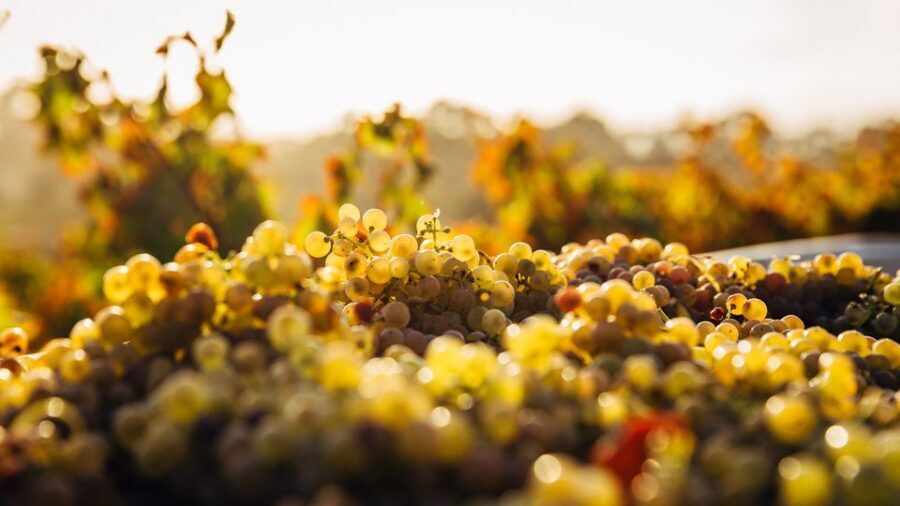 Private Wine Tasting Experience in Athens - Greek Wine in Downtown Athens: From the Acropolis Metro to the Wine Bar