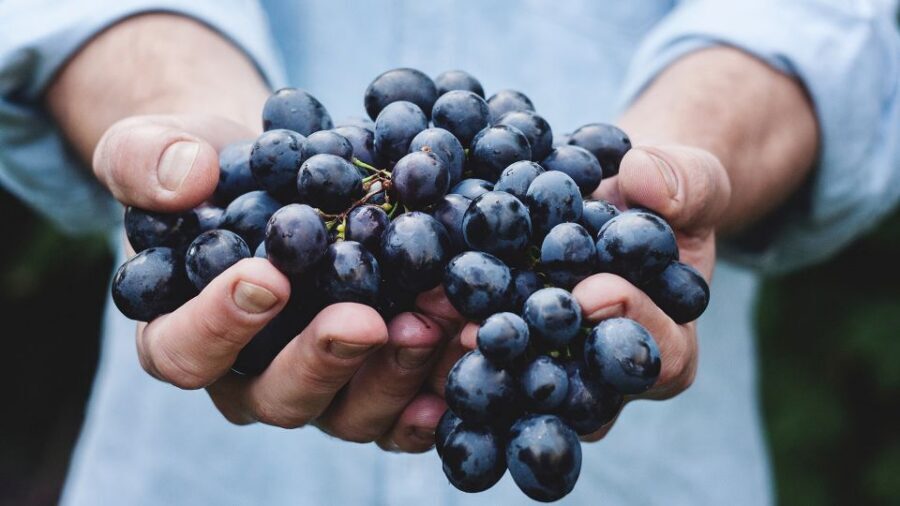 Private Wine Tasting Experience in Athens - Santorini, Crete, Monemvasia, and Northern Greece: What Each Region Teaches