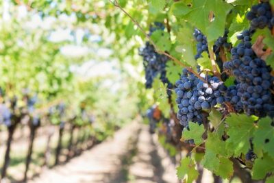 Private Wine Tasting Experience of Greek Awarded Wines at Athens Wine Suburb - Stop 1 at Markou Vineyards: tastings plus the wine museum option