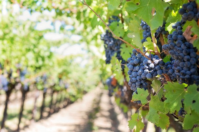 Private Wine Tasting Experience of Greek Awarded Wines at Athens Wine Suburb - Stop 1 at Markou Vineyards: tastings plus the wine museum option