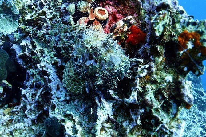 Snorkeling Fun Adventure in Athenian Riviera - The Optional Restaurant Stop for Greek Food and Wine