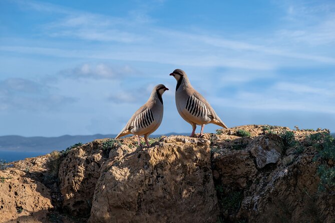 Sounio Half Day Private Tour - Key highlights that make this half-day work